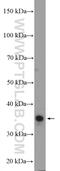 Ts Translation Elongation Factor, Mitochondrial antibody, 11701-1-AP, Proteintech Group, Western Blot image 