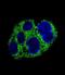 Alpha-Methylacyl-CoA Racemase antibody, abx025595, Abbexa, Immunofluorescence image 