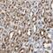 Glutamate Metabotropic Receptor 1 antibody, NBP1-89736, Novus Biologicals, Immunohistochemistry frozen image 