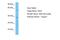 Homeobox A4 antibody, A30123, Boster Biological Technology, Western Blot image 