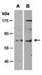 Fibrinogen Like 2 antibody, orb67131, Biorbyt, Western Blot image 