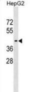 WD Repeat Domain, Phosphoinositide Interacting 1 antibody, abx029605, Abbexa, Western Blot image 