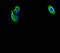 Coagulation Factor II Thrombin Receptor antibody, A62526-100, Epigentek, Immunofluorescence image 