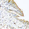 Ribonuclease A Family Member 13 (Inactive) antibody, 13-774, ProSci, Immunohistochemistry frozen image 