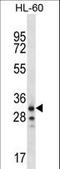 Olfactory Receptor Family 6 Subfamily K Member 2 antibody, LS-C163243, Lifespan Biosciences, Western Blot image 