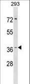 Hydroxypyruvate Isomerase (Putative) antibody, LS-C159877, Lifespan Biosciences, Western Blot image 