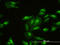 Four and a half LIM domains protein 2 antibody, LS-C197222, Lifespan Biosciences, Immunofluorescence image 