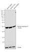 Carbonic Anhydrase 2 antibody, PA5-33167, Invitrogen Antibodies, Western Blot image 