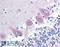 Calcium/Calmodulin Dependent Protein Kinase II Alpha antibody, LS-B1178, Lifespan Biosciences, Immunohistochemistry paraffin image 