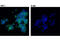 Interferon Regulatory Factor 5 antibody, 13496S, Cell Signaling Technology, Immunofluorescence image 