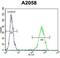 Matrix Metallopeptidase 14 antibody, abx025193, Abbexa, Western Blot image 