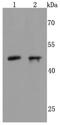 Neuronal Differentiation 1 antibody, NBP2-66971, Novus Biologicals, Western Blot image 