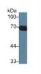 Tryptase Alpha/Beta 1 antibody, abx132092, Abbexa, Western Blot image 