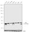 Mitogen-Activated Protein Kinase Kinase 3 antibody, 711257, Invitrogen Antibodies, Western Blot image 