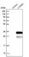 LysM Domain Containing 1 antibody, NBP1-81095, Novus Biologicals, Western Blot image 