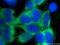 Tetratricopeptide Repeat Domain 32 antibody, 25422-1-AP, Proteintech Group, Immunofluorescence image 