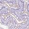 Zinc Finger Protein 319 antibody, NBP2-47566, Novus Biologicals, Immunohistochemistry frozen image 