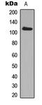 ADAM Metallopeptidase Domain 19 antibody, LS-C354266, Lifespan Biosciences, Western Blot image 