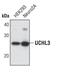 Ubiquitin C-Terminal Hydrolase L3 antibody, PA5-17206, Invitrogen Antibodies, Western Blot image 