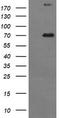 Tumor Protein P73 antibody, TA506452S, Origene, Western Blot image 