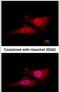 Cell Division Cycle 34 antibody, MA1-23174, Invitrogen Antibodies, Immunofluorescence image 