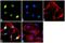 Peroxisome Proliferator Activated Receptor Delta antibody, PA1-823A, Invitrogen Antibodies, Immunofluorescence image 