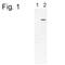 Phosphodiesterase 6B antibody, PA1-722, Invitrogen Antibodies, Western Blot image 