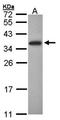 Oligodendrocyte Transcription Factor 1 antibody, orb73888, Biorbyt, Western Blot image 