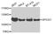 Spindle And Centriole Associated Protein 1 antibody, PA5-76289, Invitrogen Antibodies, Western Blot image 