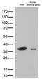 EF-Hand Domain Family Member D1 antibody, TA812751S, Origene, Western Blot image 