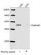 Dystrobrevin Binding Protein 1 antibody, LS-B13695, Lifespan Biosciences, Western Blot image 