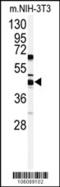 Suppressor Of Variegation 3-9 Homolog 2 antibody, LS-B11685, Lifespan Biosciences, Western Blot image 