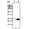 FKBP Prolyl Isomerase 14 antibody, GTX57684, GeneTex, Western Blot image 