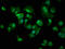 p21 antibody, LS-C285480, Lifespan Biosciences, Immunofluorescence image 