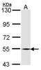 Bone Morphogenetic Protein 6 antibody, PA5-28378, Invitrogen Antibodies, Western Blot image 