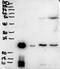 BPI Fold Containing Family A Member 1 antibody, NBP2-26120, Novus Biologicals, Western Blot image 
