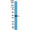 Paired Box 5 antibody, M00669-1, Boster Biological Technology, Western Blot image 