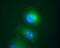 Death Domain Associated Protein antibody, MA1-19296, Invitrogen Antibodies, Immunofluorescence image 