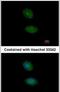 Alport Syndrome, Mental Retardation, Midface Hypoplasia And Elliptocytosis Chromosomal Region Gene 1 antibody, PA5-30555, Invitrogen Antibodies, Immunofluorescence image 