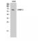 Dihydropyrimidinase Like 2 antibody, LS-C382906, Lifespan Biosciences, Western Blot image 