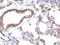 Actin Alpha 1, Skeletal Muscle antibody, orb389300, Biorbyt, Immunohistochemistry paraffin image 