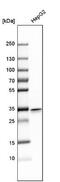 Mitochondrial Genome Maintenance Exonuclease 1 antibody, NBP1-91726, Novus Biologicals, Western Blot image 