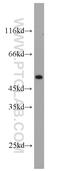 Carbonic Anhydrase 9 antibody, 11443-1-AP, Proteintech Group, Western Blot image 