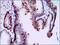 Short palate, lung and nasal epithelium carcinoma-associated protein 2 antibody, MA5-17126, Invitrogen Antibodies, Immunohistochemistry frozen image 