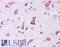 Myp antibody, LS-B260, Lifespan Biosciences, Immunohistochemistry frozen image 