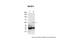 WASP Family Member 3 antibody, 30-802, ProSci, Western Blot image 