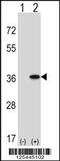 G Protein Subunit Alpha Q antibody, 57-538, ProSci, Western Blot image 