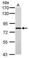 Solute Carrier Family 4 Member 1 Adaptor Protein antibody, GTX117943, GeneTex, Western Blot image 