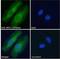 Neutrophil Cytosolic Factor 1 antibody, NB100-790, Novus Biologicals, Immunofluorescence image 