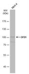 OFD1 antibody, NBP1-32843, Novus Biologicals, Western Blot image 